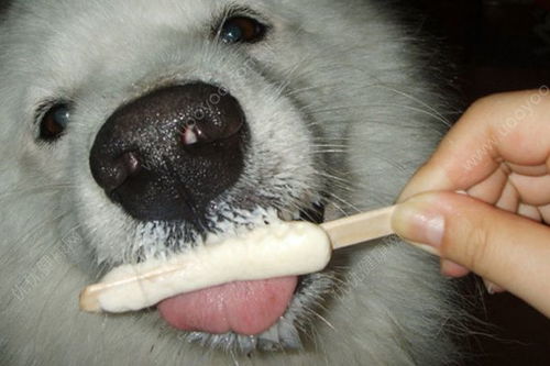 狗能不能吃冰淇淋_宠物频道(狗狗吃了冰淇淋呕吐)