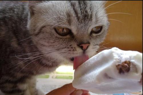 小猫可以吃雪糕吗