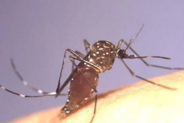 很多人不懂蚊子怕什么,教你几个办法,10分钟把蚊子消灭干净