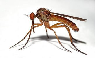 你知道蚊子怕什么 把 它 放在家里,蚊子苍蝇全赶跑 