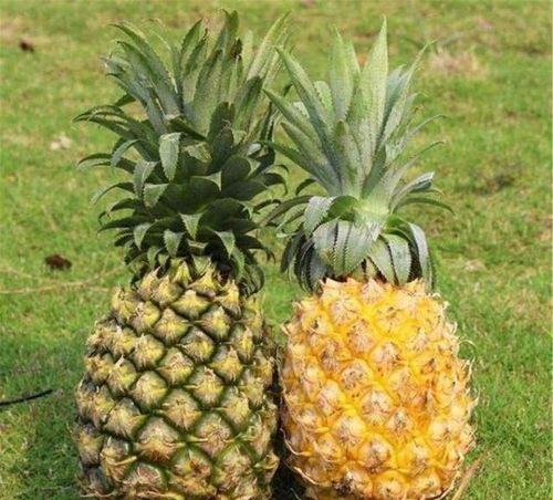 凤梨和菠萝有区别吗 很多人傻傻分不清楚,千万别 不懂装懂