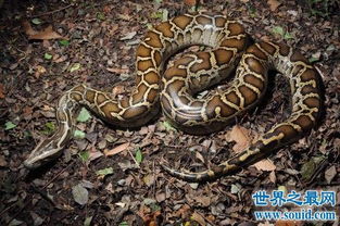 缅甸蟒蛇是中国发现的最大的蛇