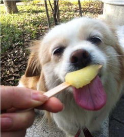 狗狗能吃雪糕冰棍冰淇淋吗,狗吃冷饮要注意什么