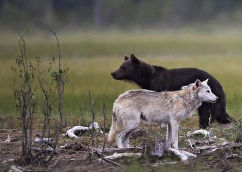 狼群的首领被称为阿尔法级别,它是公狼还是母狼