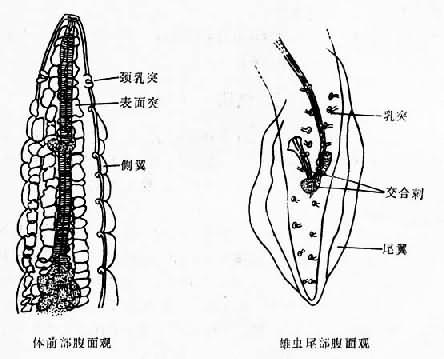 人体寄生虫学 