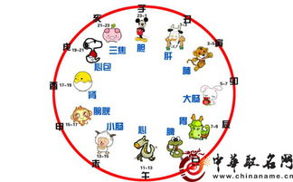 时辰属相 十二时辰属相对照表 