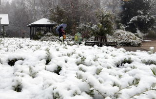 澳大利亚气温骤降 出现罕见 雷打雪 现象 