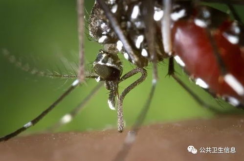 巴西伯南布哥州2019年报告的虫媒病数量增加