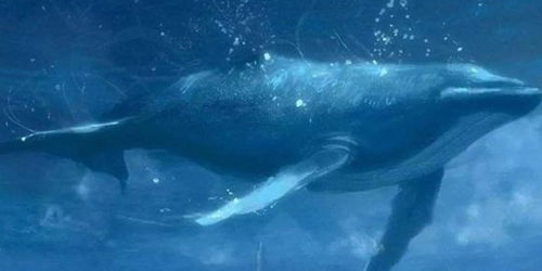 鲸鱼去世后,不仅有最美丽的 鲸落 ,还可能变成 炸弹 爆炸