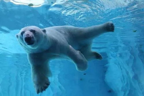 世界各国的国宝动物 俄罗斯的北极熊 德国的灰熊