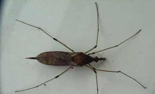 人脸大的蚊子见过吗 所幸它们不吸血,反而以自己的同类为食