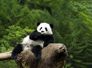 为什么大熊猫被视为中国的国宝?(大熊猫为什么被称为活化石)
