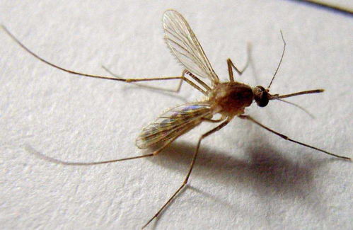 蚊子在地球上究竟有什么用 把蚊子全被消灭会导致什么严重后果