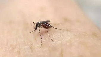 为什么不灭绝蚊子这个恶心的 魔鬼 