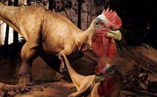 鸡是恐龙的后代吗 有依据吗 为什么还有人说恐龙是鸡的后代