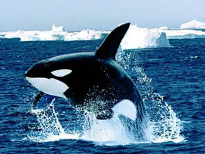 海洋中最流氓的捕食者虎鲸 虎鲸捕食最常见的方法有两种,一种是