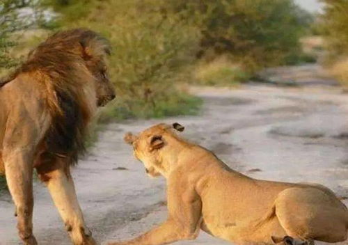 当雄狮想要攻击旁边的小狐狸时,母狮的行为令人叹为观止