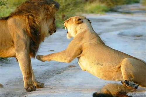 一只母狮被一只狐狸迷住,阻拦雄狮吃它,一旁的亲生幼崽都愣住了