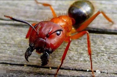世界上最大的蚂蚁 谈完子弹蚁及其天敌后(世界上最大的蚂蚁窝有多大)