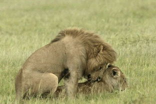 非洲的战斗民族,男人成人礼有杀狮子的历史传统