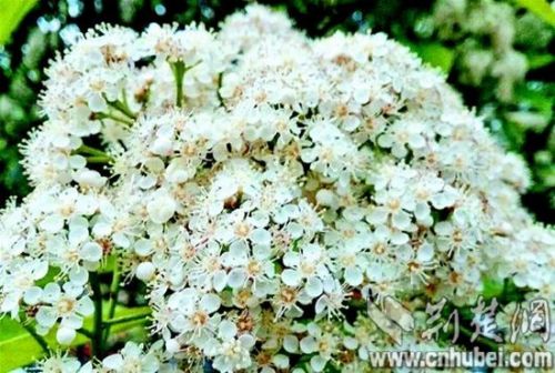 石楠花什么梗为什么污 石楠花是什么味道 武汉石楠花图片