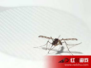 蚊子的繁殖力惊人,消灭蚊子要花很多钱.