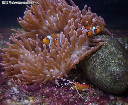 貌似植物的海底杀手 海葵,寿命1500岁以上,没有脑子下手挺狠