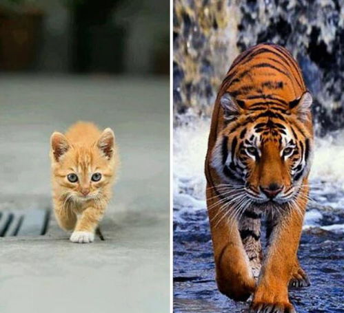 如果猫和老虎的体型相当,猫会不会秒杀老虎