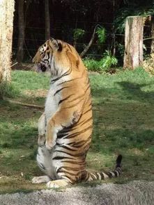 老虎变橘猫 你这么胖,我一定遇到了假老虎... 