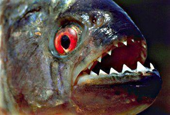 食人鲳鱼的天敌是什么?