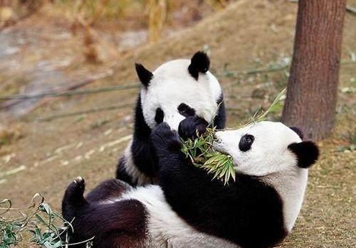 中国10大濒临灭绝的珍稀动物,大熊猫第三,扬子鳄居榜首