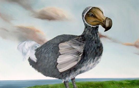 一副鸟骨价值440万 从被发现到灭绝只有200年