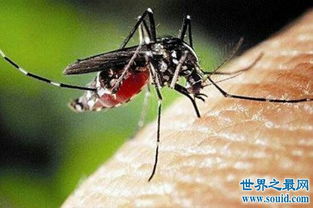 每年因花蚊子而丧命的人高达72万人 你还敢小看它吗 