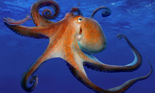 章鱼是如何交配的 一个用 鼻孔 繁殖的生物