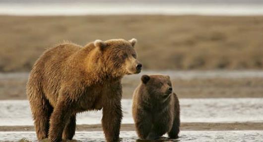 俄罗斯科学院动物学家多次目睹西伯利亚虎是如何偷袭棕熊