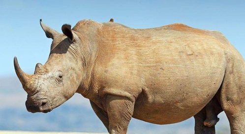 全球十大濒危动物排行榜,白犀牛世上仅剩一只,濒临灭绝