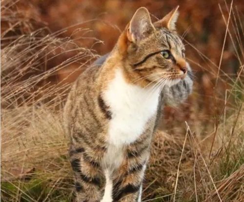 炎热夏季,我们可以跟猫咪分享冰淇淋吗