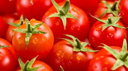 西红柿是水果还是蔬菜?(生吃西红柿对身体有什么好处)