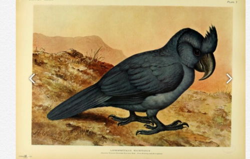 罗德里格斯岛鹦鹉的尸体 腐尸鹦鹉是一种曾经出现在马斯克林群岛