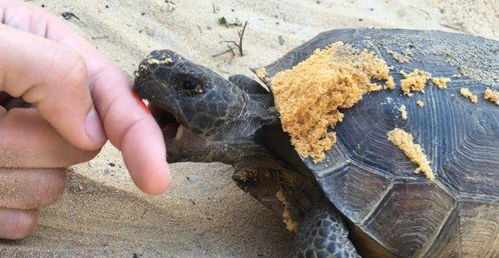 即使有伸头一刀的风险,乌龟咬死不松口,它图啥 到嘴的肉不能放