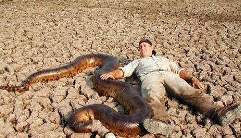 水蛇最大可长9米 一般人工饲养的(中国水蛇最大能长多大)