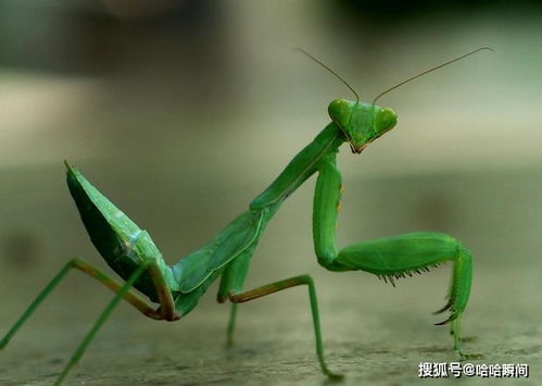 为什么有一些雄性螳螂交配后就被吃掉,它们干嘛不逃跑