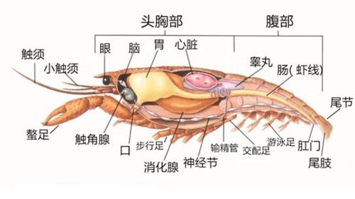 广西人夏日必备 小龙虾这些部位到底能不能吃 真相是