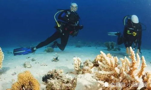 海底10000米有多恐怖 经验丰富的潜水员看到海底的情景都害怕