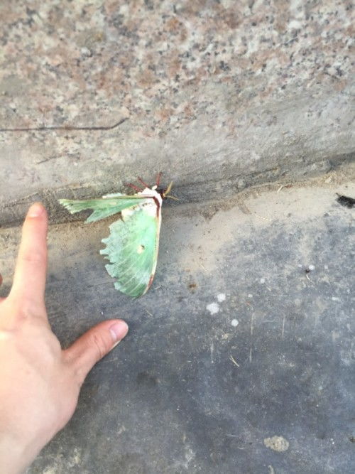 有人知道这绿色翅膀的是什么飞蛾吗 