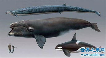 远古巨兽梅尔维尔鲸,和巨齿鲨同级别存在的怪物 