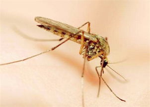 蚊子最怕什么 最有效的驱蚊方法有哪些