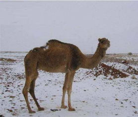 今年1月下雪了,雪不小,直接覆盖了沙漠,形成了奇怪的景观(海南今年下雪了吗)
