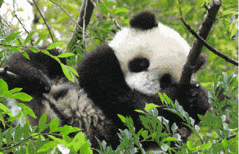 2020 我和熊猫有个约会 自然教育研学营来啦