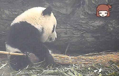 熊猫爱上新零食,饲养员一看有点懵 国宝也不能这样没素质
